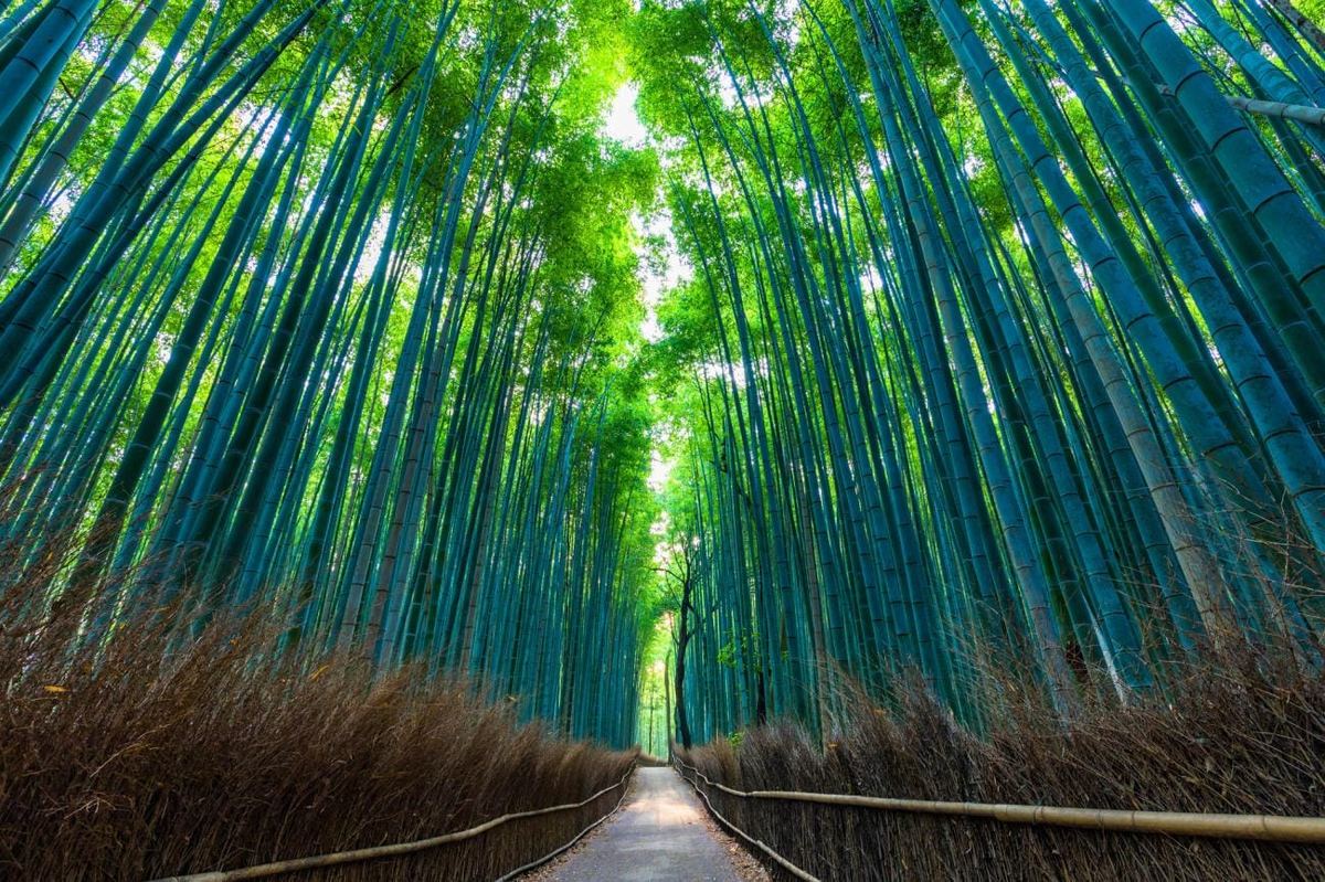 The bamboo grove path at Arashiyama, Kyoto, standing empty in the pale light of early morning before the crowds arrive