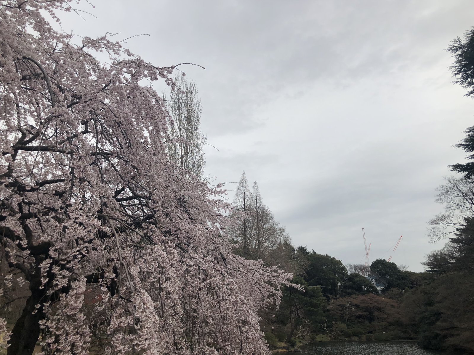 Un cerezo llorón en plena floración rosada se inclina sobre un estanque bajo un cielo nublado, con árboles desnudos, coníferas y dos grúas de construcción rojas visibles a lo lejos.