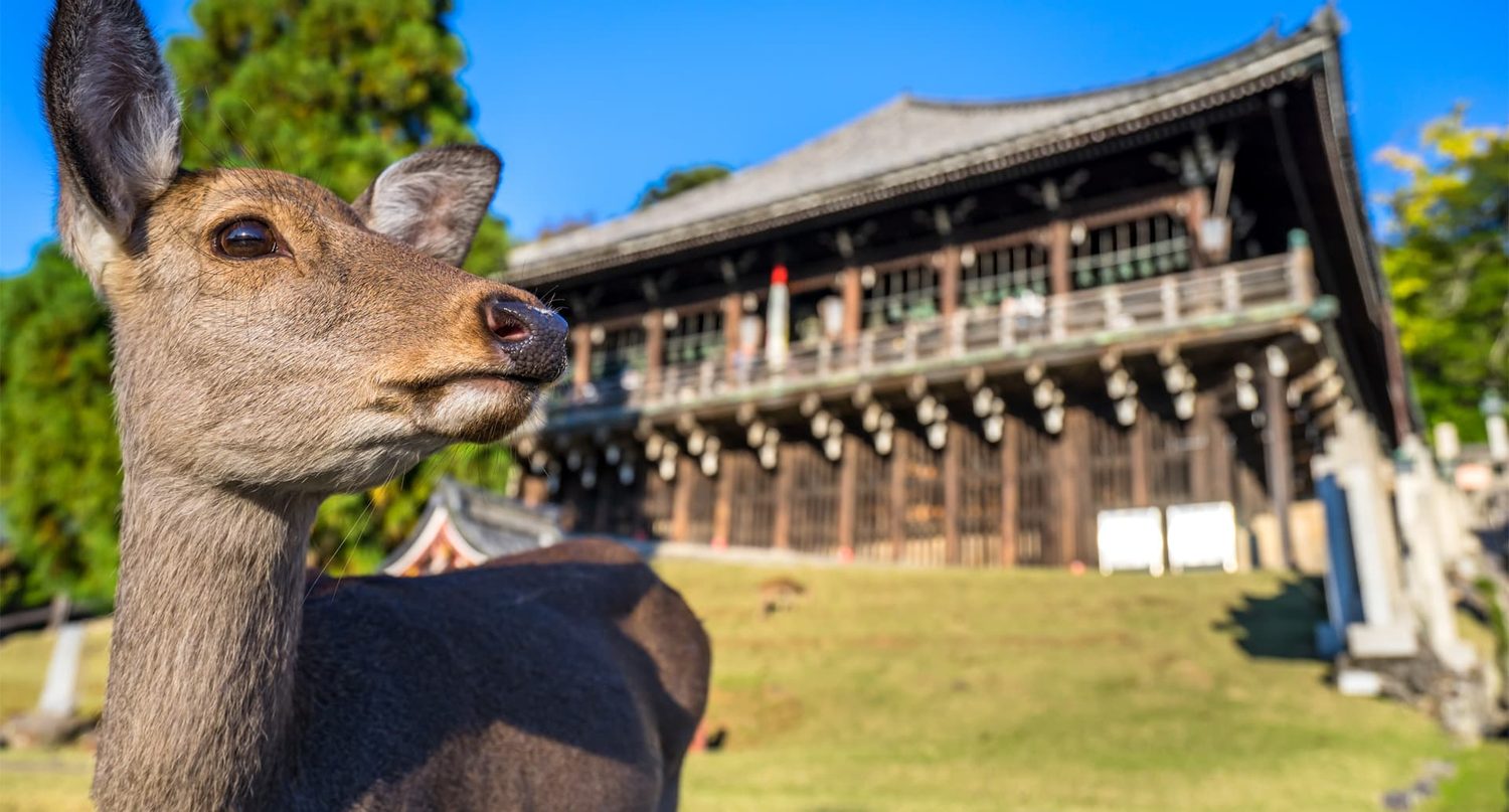 A sika deer with a Nara temple hall behind