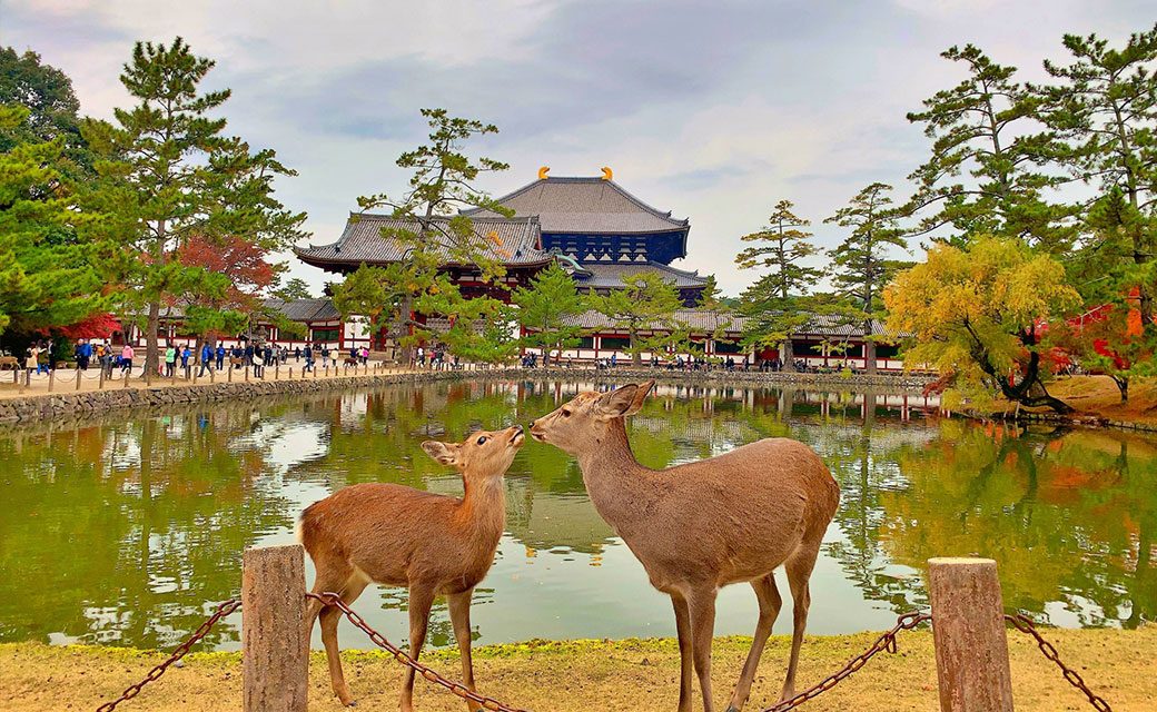 Two deer before the Great Buddha Hall of Tōdai-ji reflected in a pond